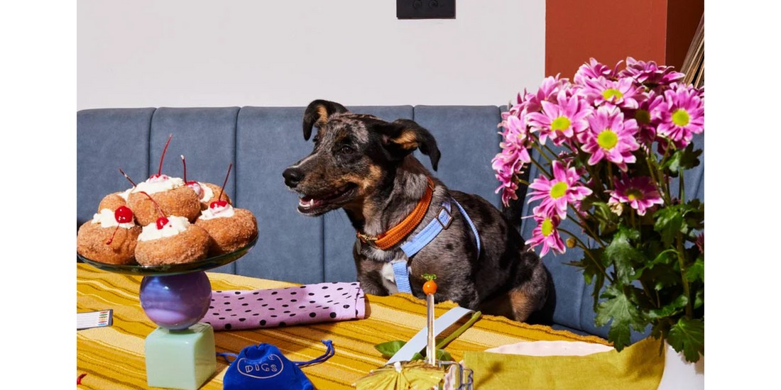 Paw-some Dining: Top 5 Pet-Friendly Restaurants in Dubai!