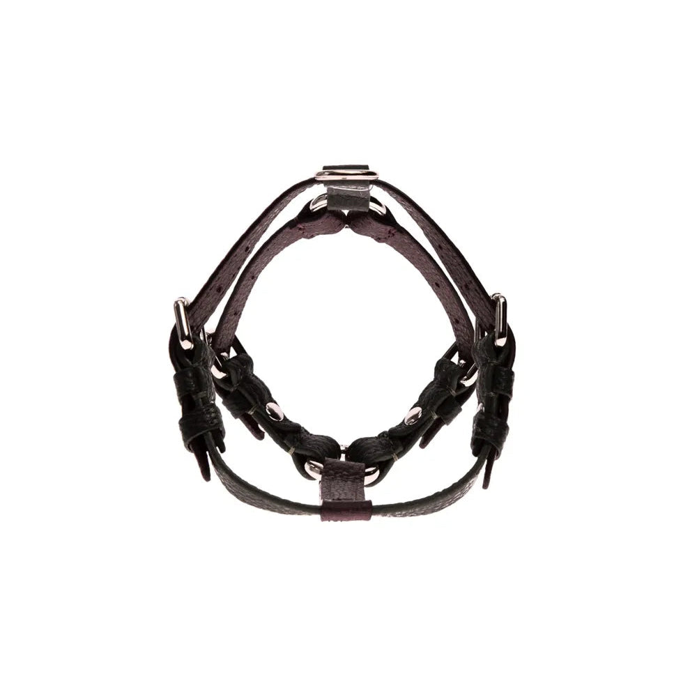 Maltipoo World Harness Hug, Old Money Collection