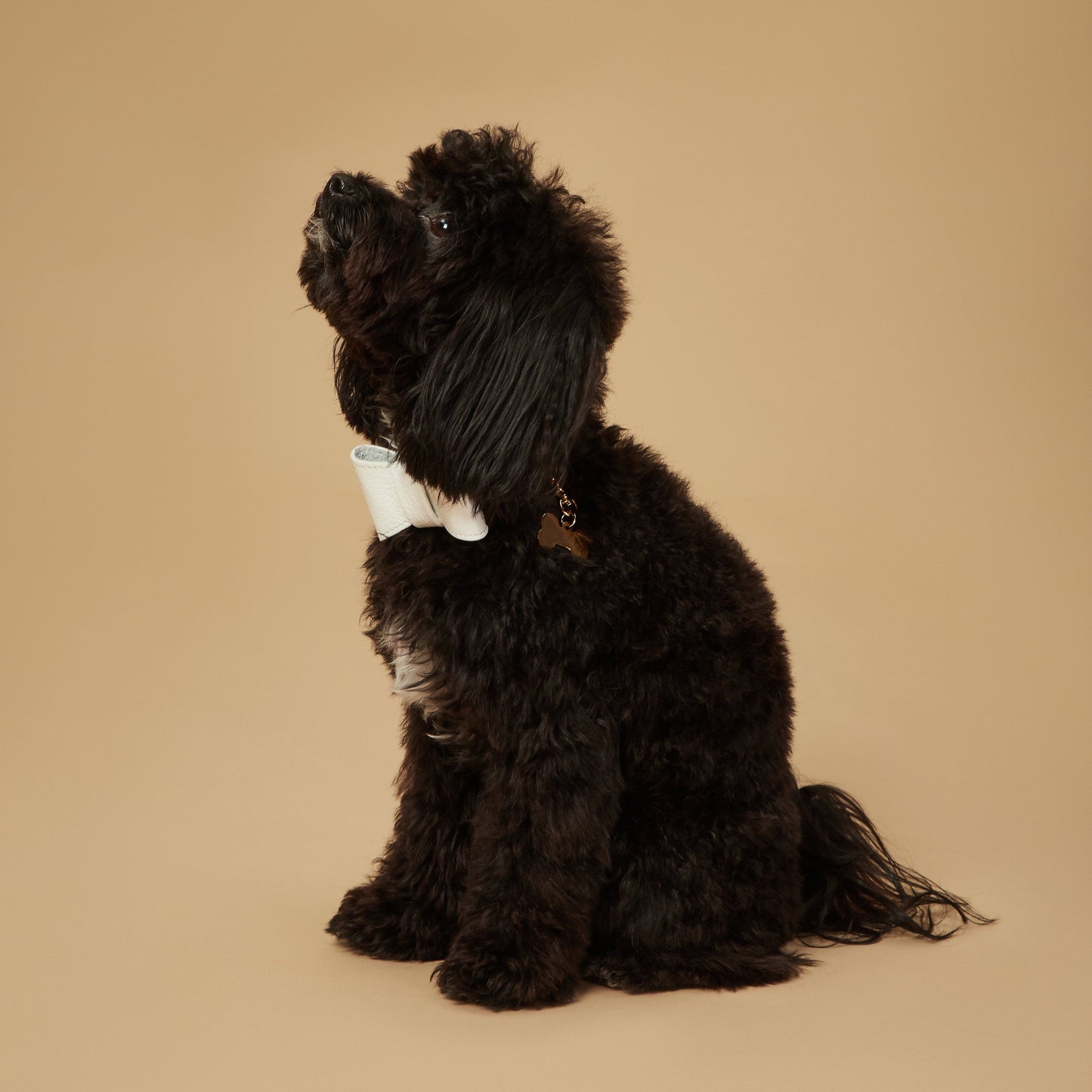 Maltipoo World Bow Tie Collar, White