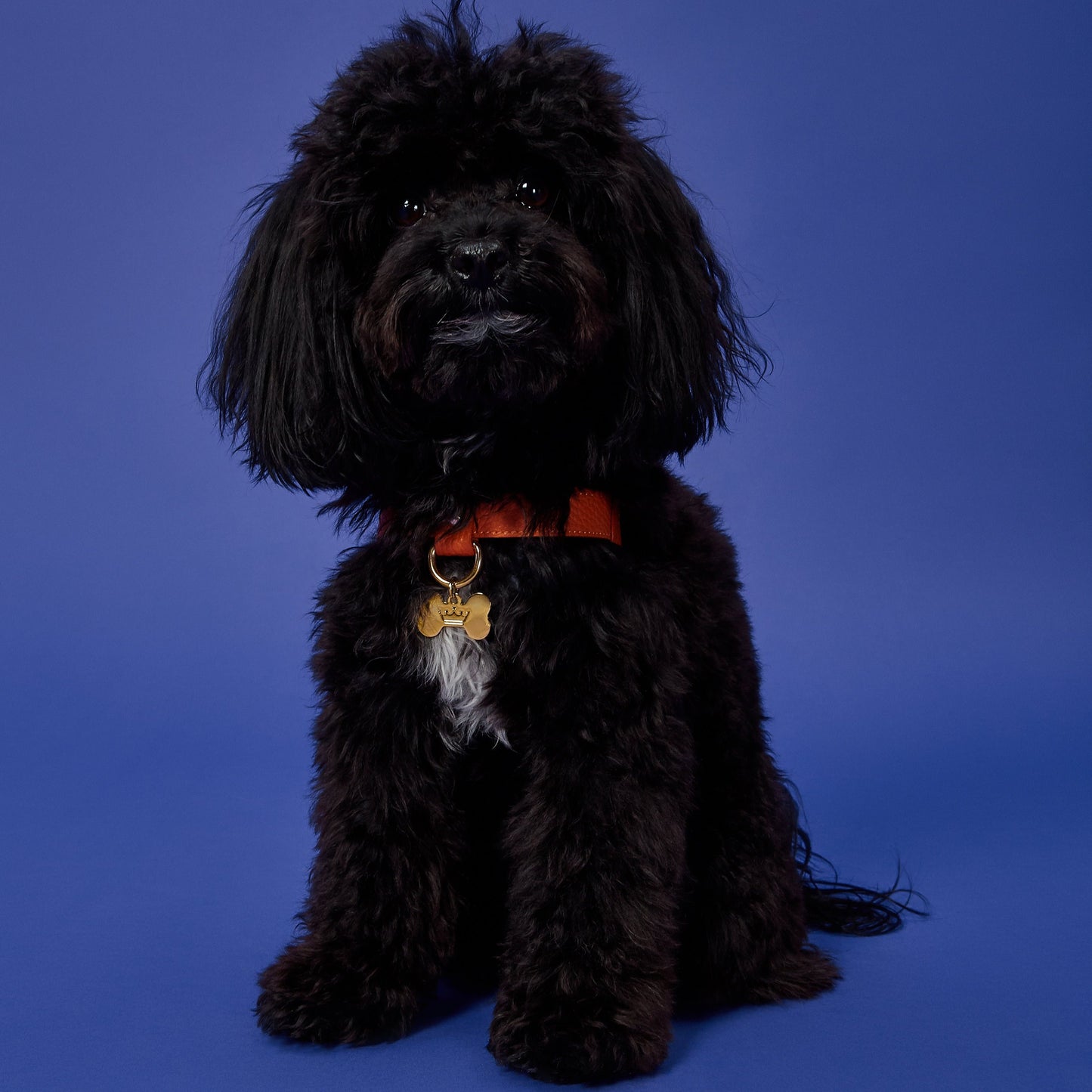 Maltipoo World Classic Leather Harness, Orange