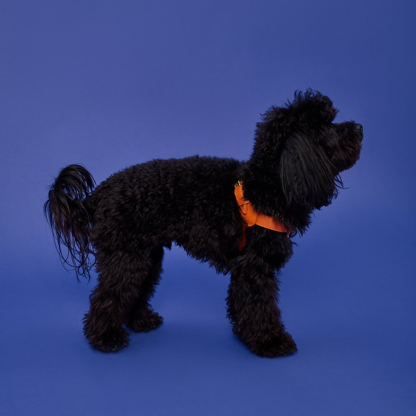 Maltipoo World Classic Leather Harness, Orange