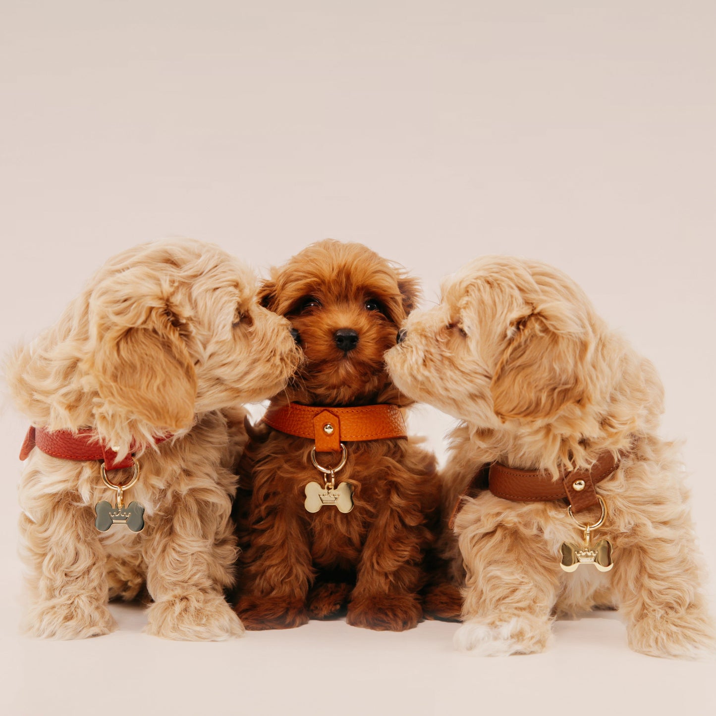 Maltipoo World Classic Leather Harness, Brown