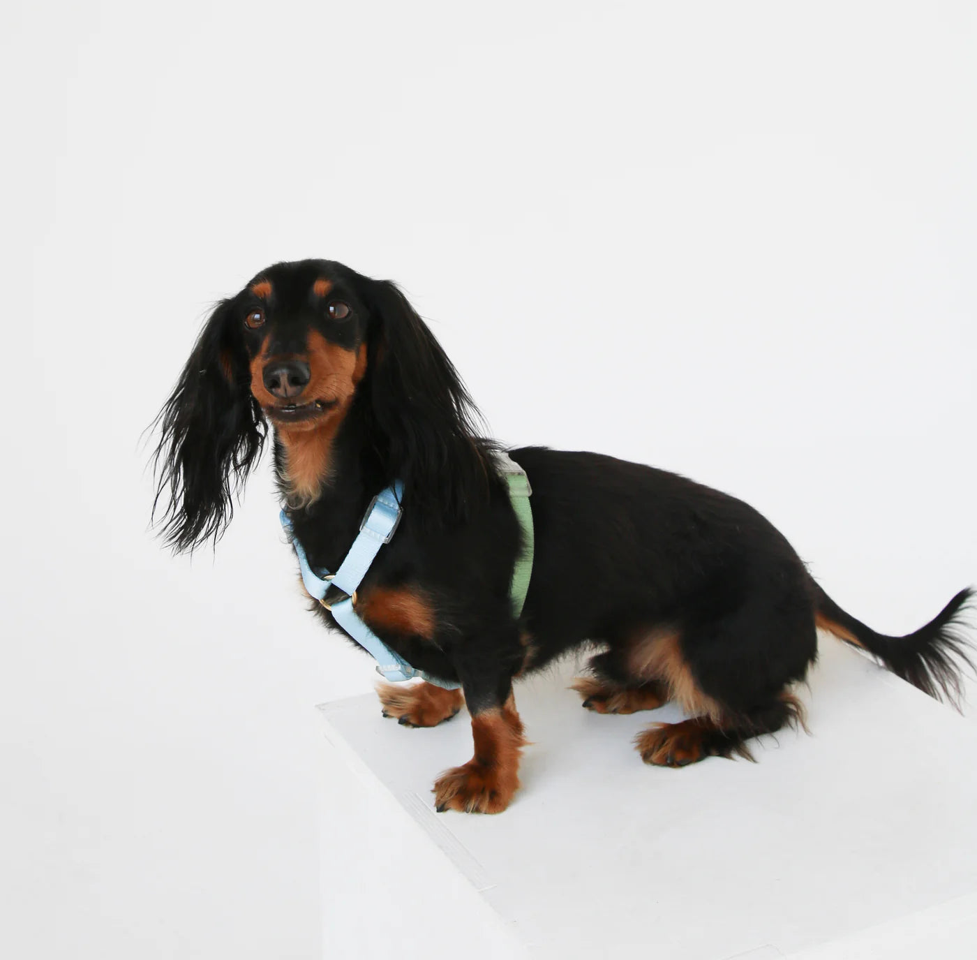 Furlou Dog Harness, Blue and Sage Green
