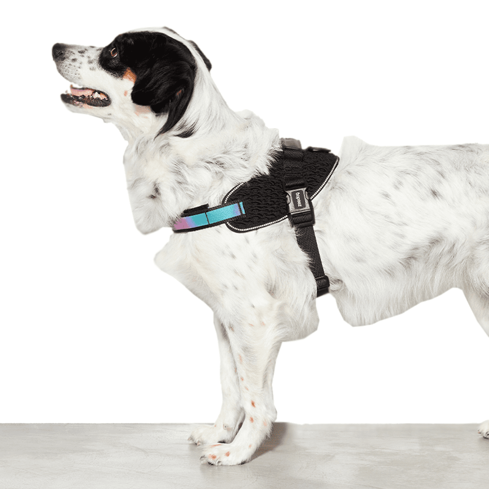 Zee.Dog Gotham Flyharness