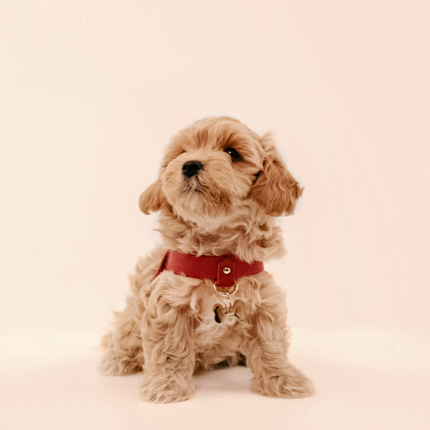Maltipoo World Classic Leather Harness, Burgundy