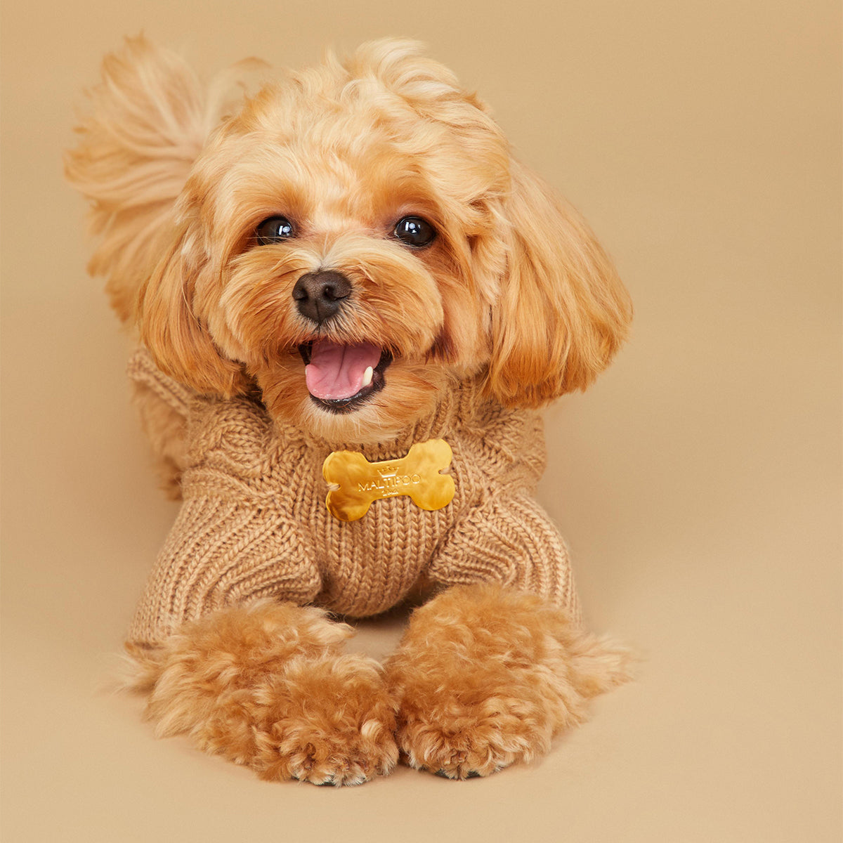 Maltipoo World Pigtail Sweater, Cacao