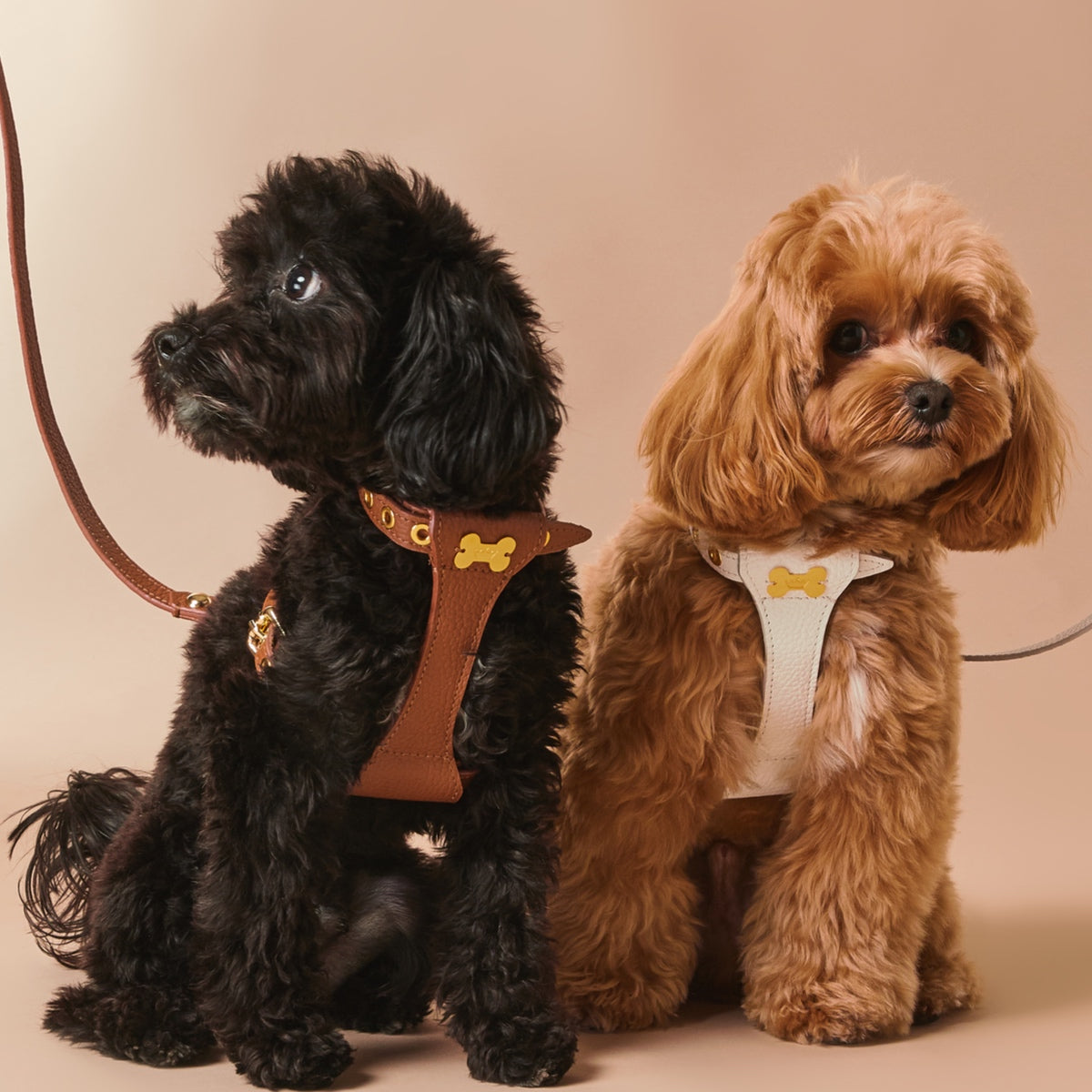 Maltipoo World Dot Leather Harness, Brown