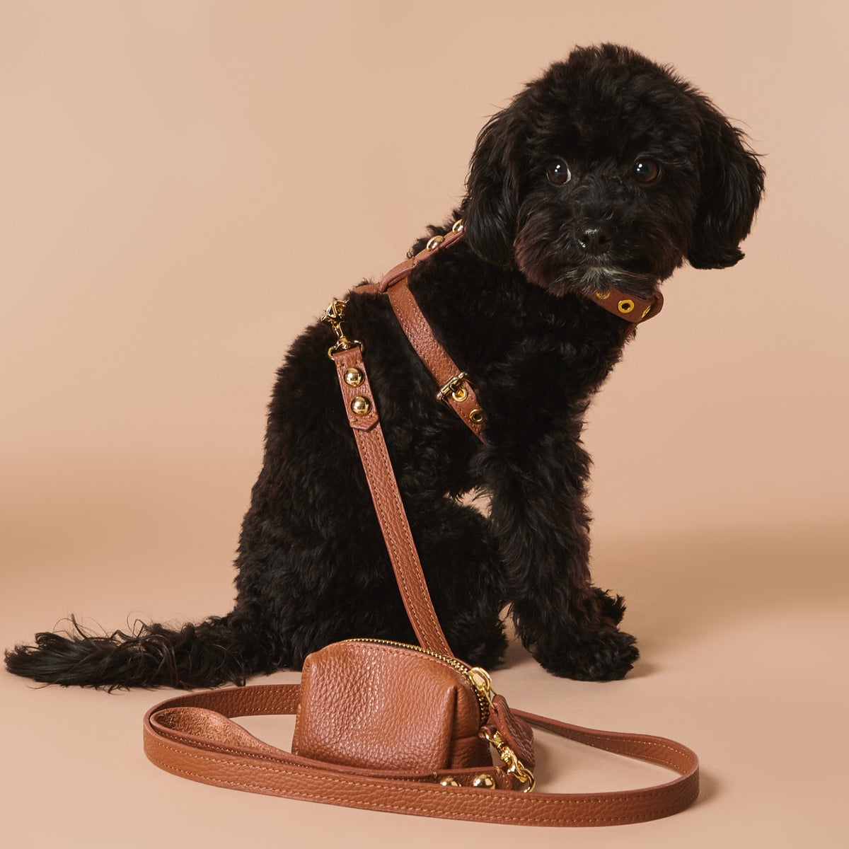 Maltipoo World Dot Leather Harness, Brown