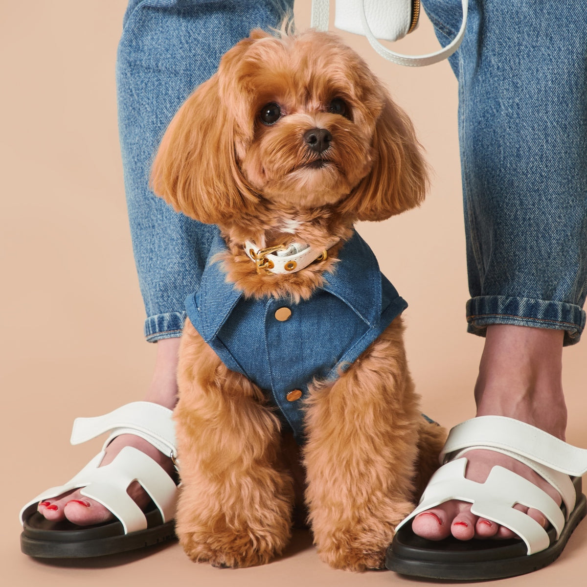 Maltipoo World Cotton Vest, Denim