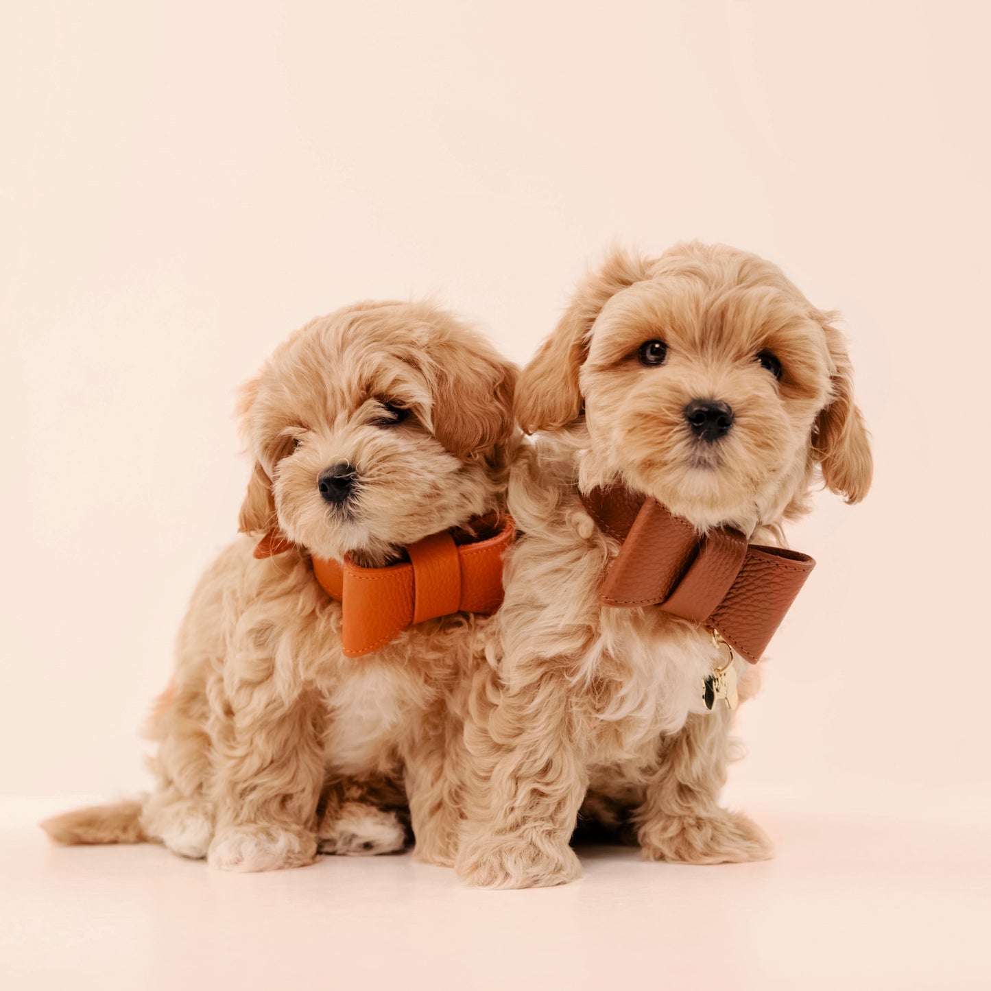 Maltipoo World Bow Tie Collar, Orange