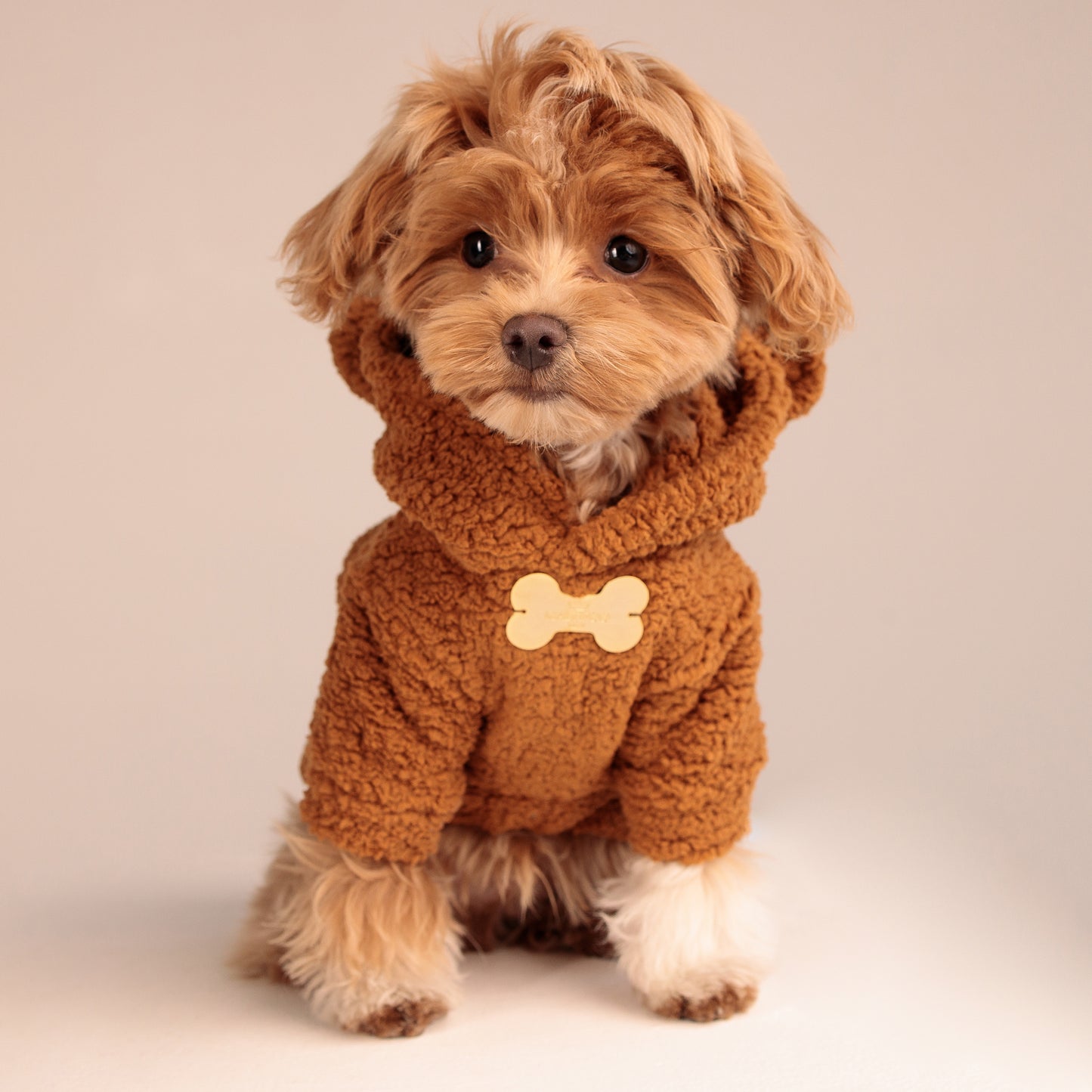 Maltipoo World Teddy Hoodie, Brown