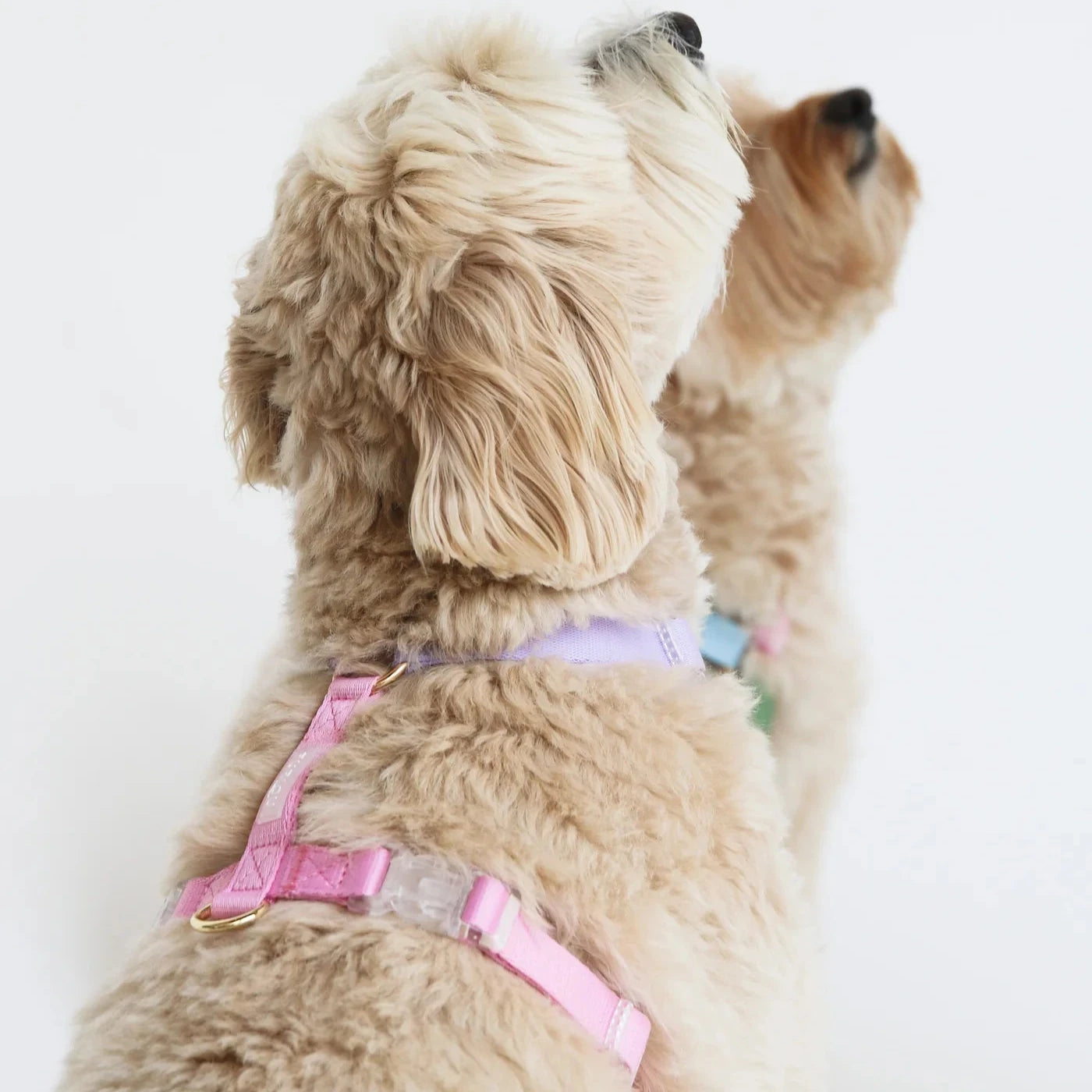 Furlou Dog Harness, Lavender and Pink