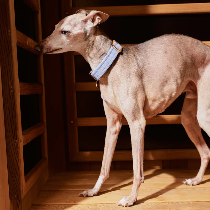 Nice Digs Cord Dog Collar, Forget Me Not