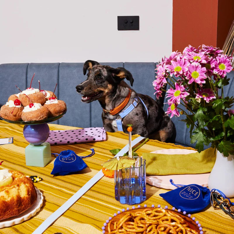 Nice Digs Cord Dog Collar, Tangerine