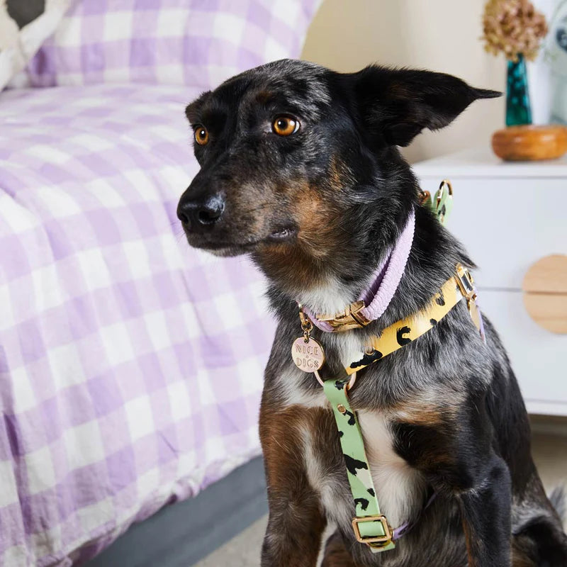 Nice Digs Cord Dog Collar, Lilac