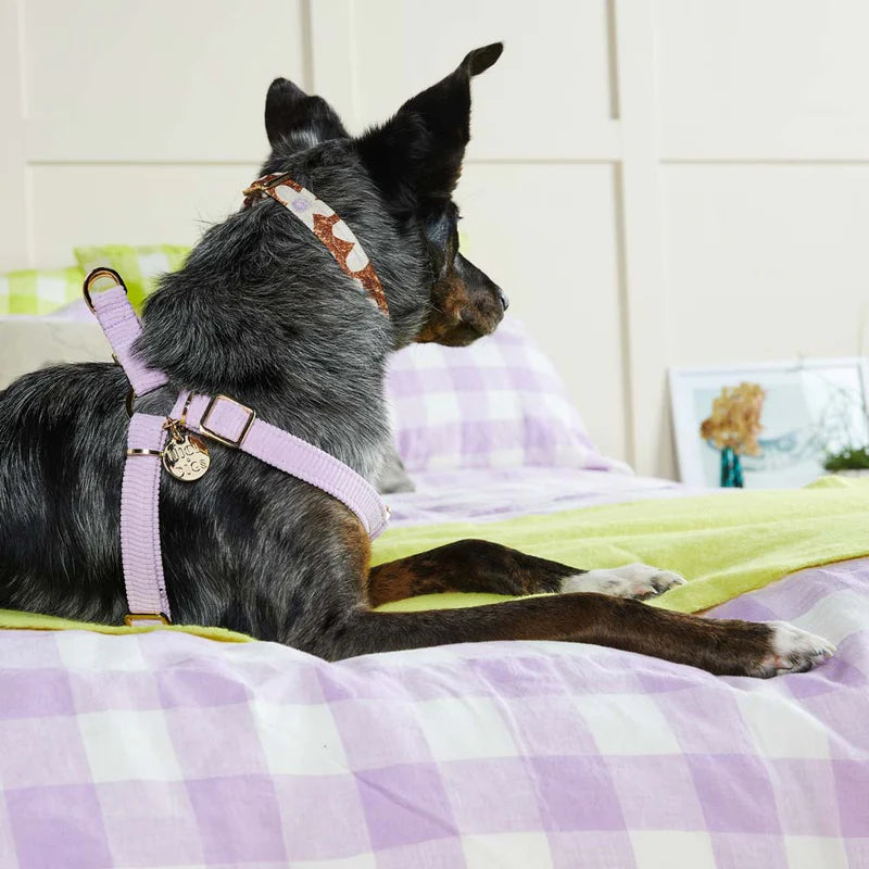 Nice Digs Cord Non-pull Dog Harness, Lilac