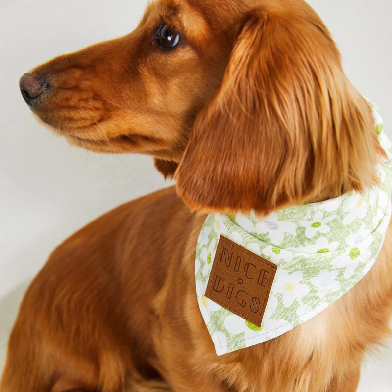 Nice Digs Daisy Bandana, Pistachio