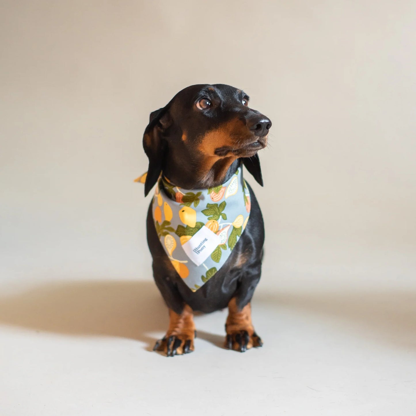 Hunting Pony Bandana For Dogs, Figs