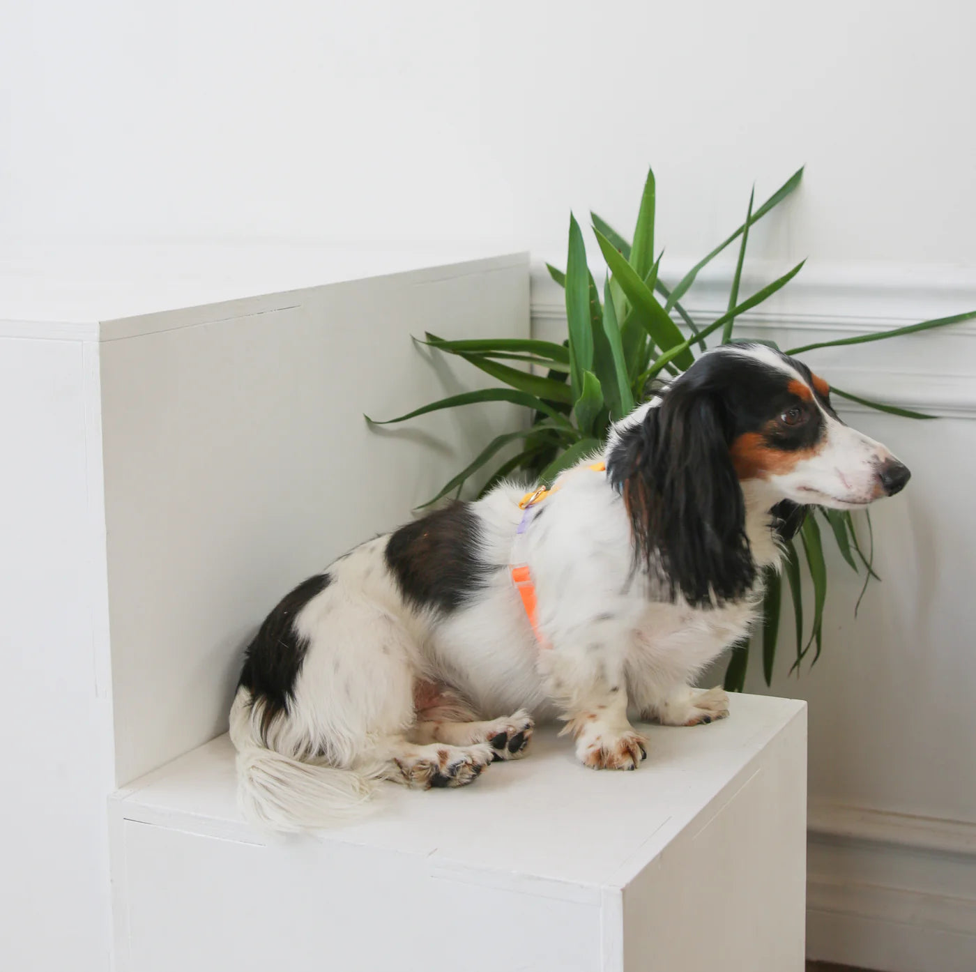 Furlou Rainbow Dog Harness