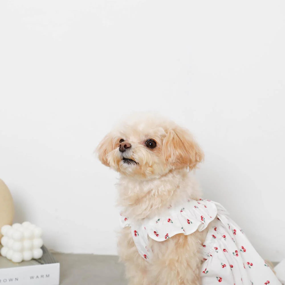 Moncheri Cold Frill Ribbon Cherry Dress