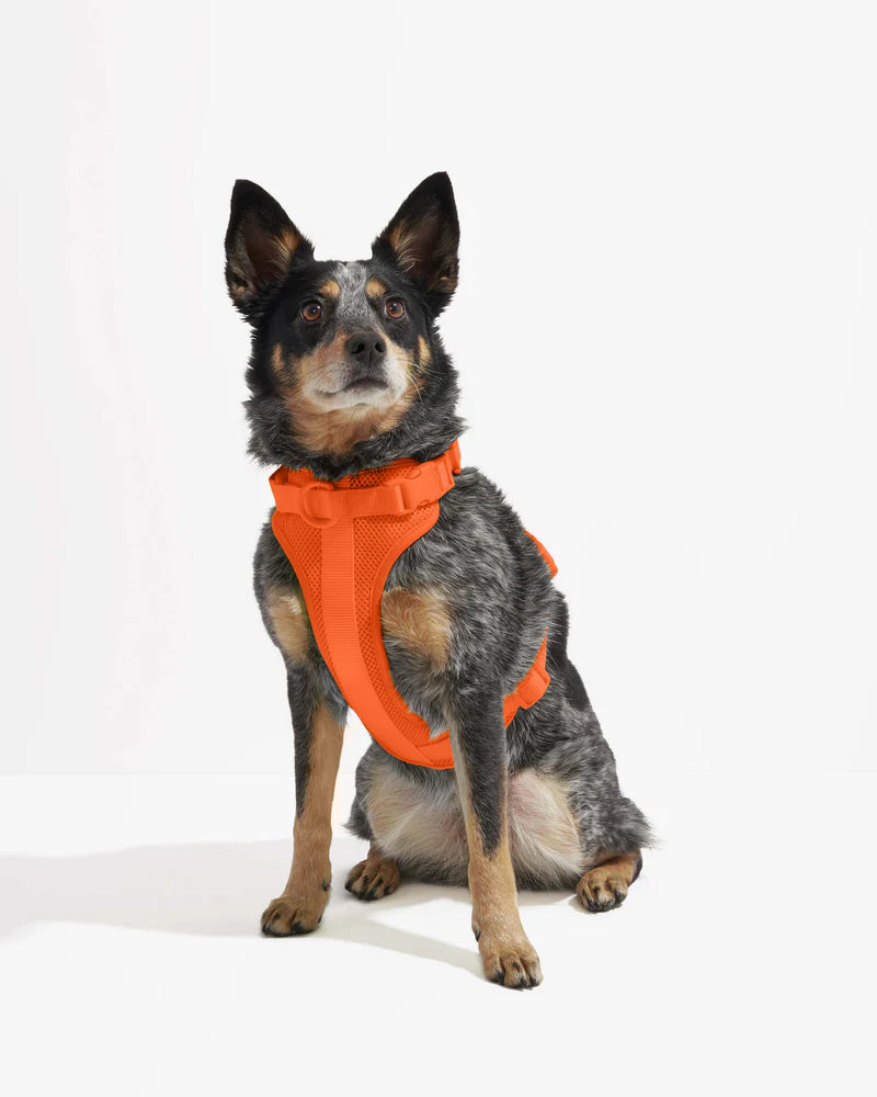 Wild One Harness, Blaze