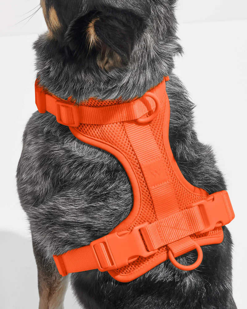 Wild One Harness, Blaze