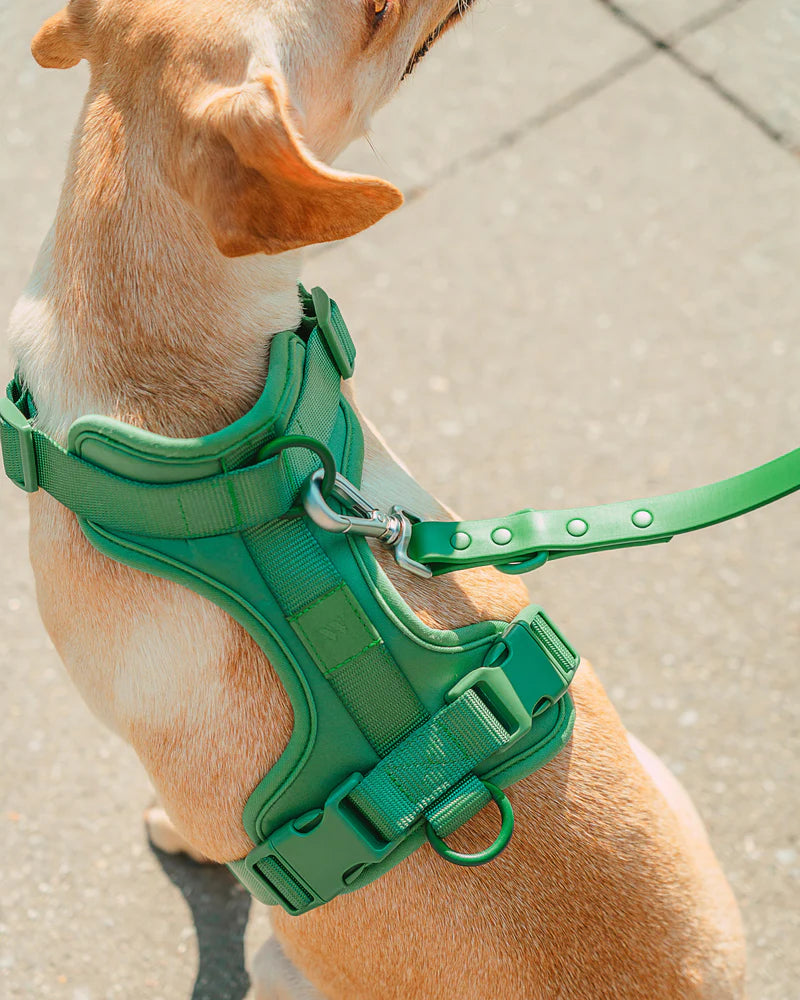 Wild One Harness, Spruce