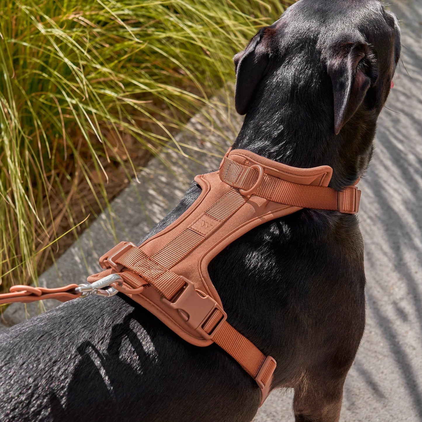 Wild One Harness, Cocoa