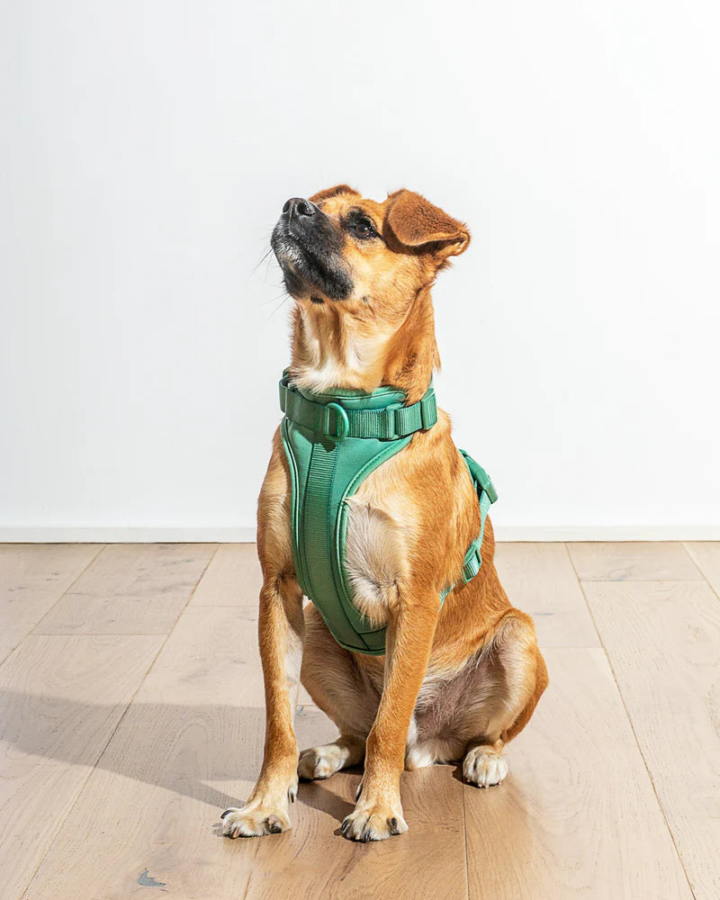 Wild One Harness, Spruce