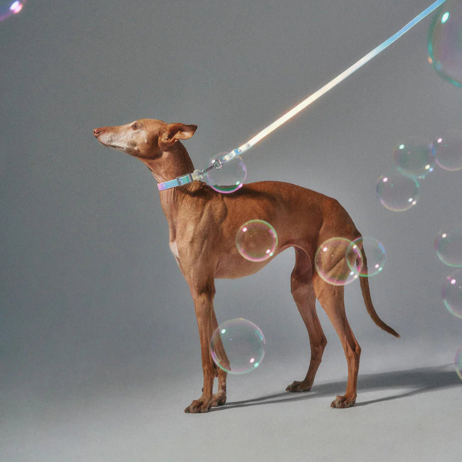 Wild One Collar, Lunar