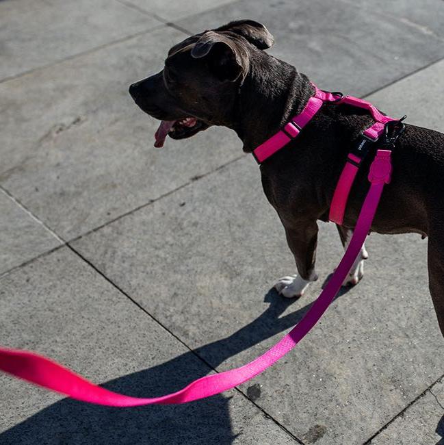 Zee.Dog Pink LED Leash