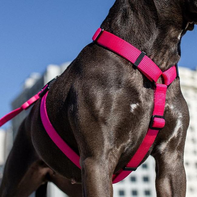 Zee.Dog Pink Led H-Harness