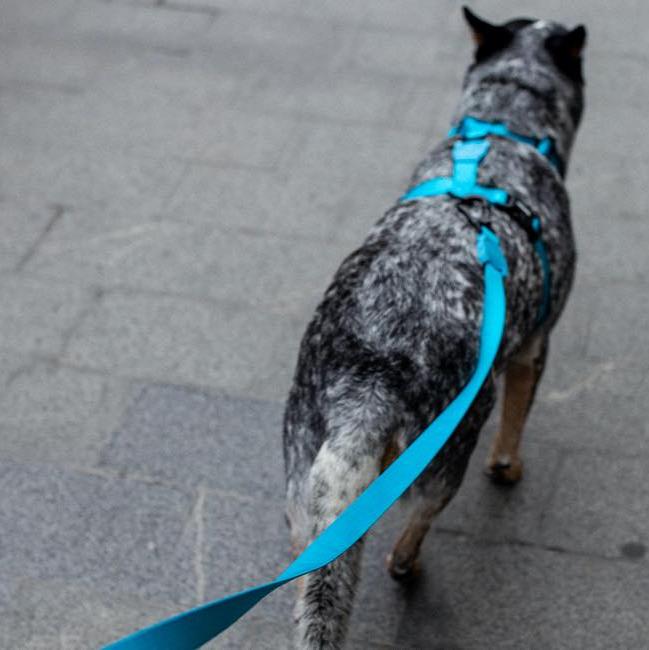 Zee.Dog Ultimate Blue Leash