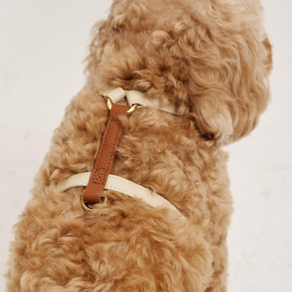 Maltipoo World Harness Hug, Beige-Brown