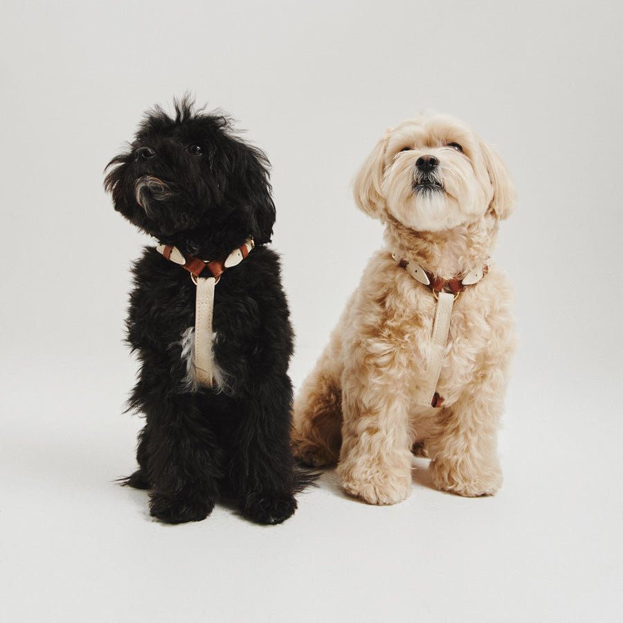 Maltipoo World Harness Hug, Beige-Brown