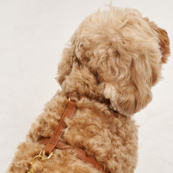 Maltipoo World Harness Hug, Brown