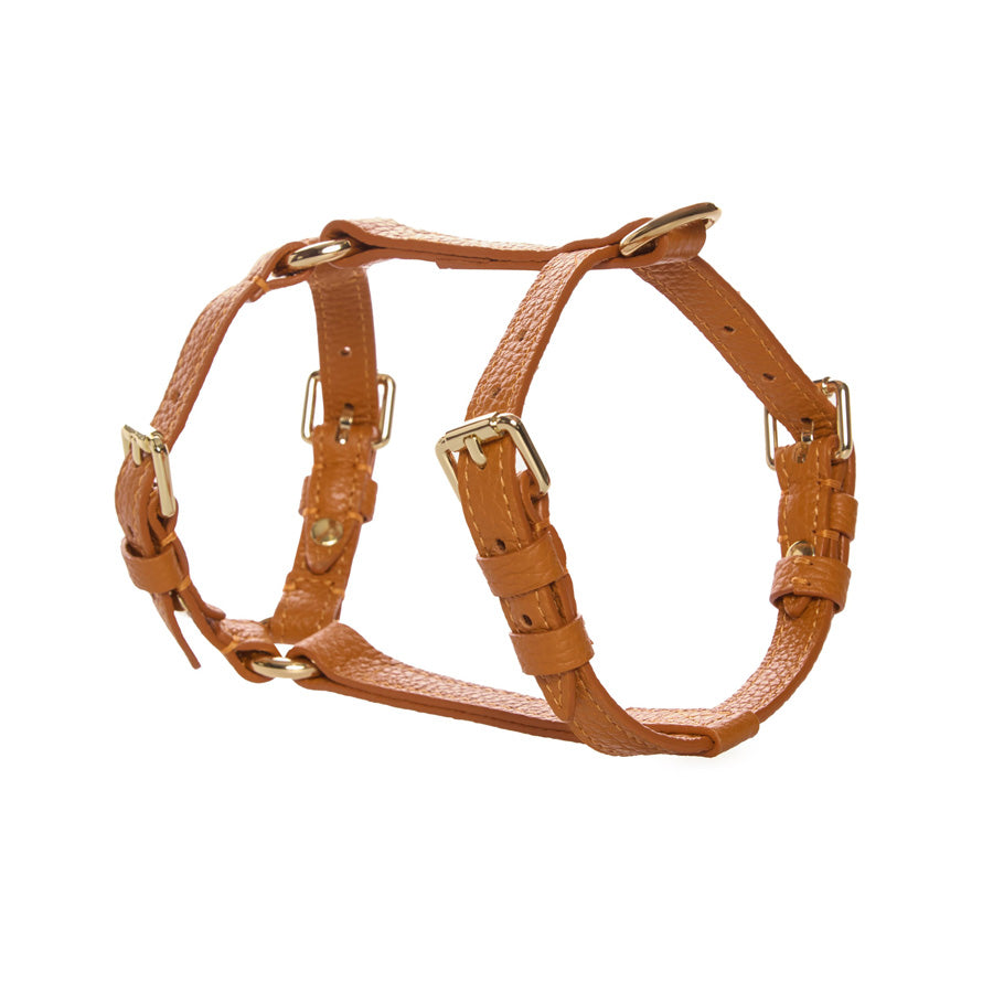 Maltipoo World Harness Hug, Orange