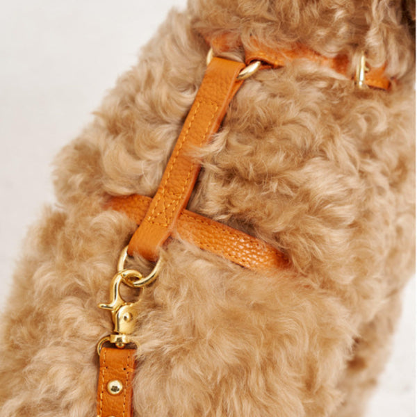 Maltipoo World Harness Hug, Orange