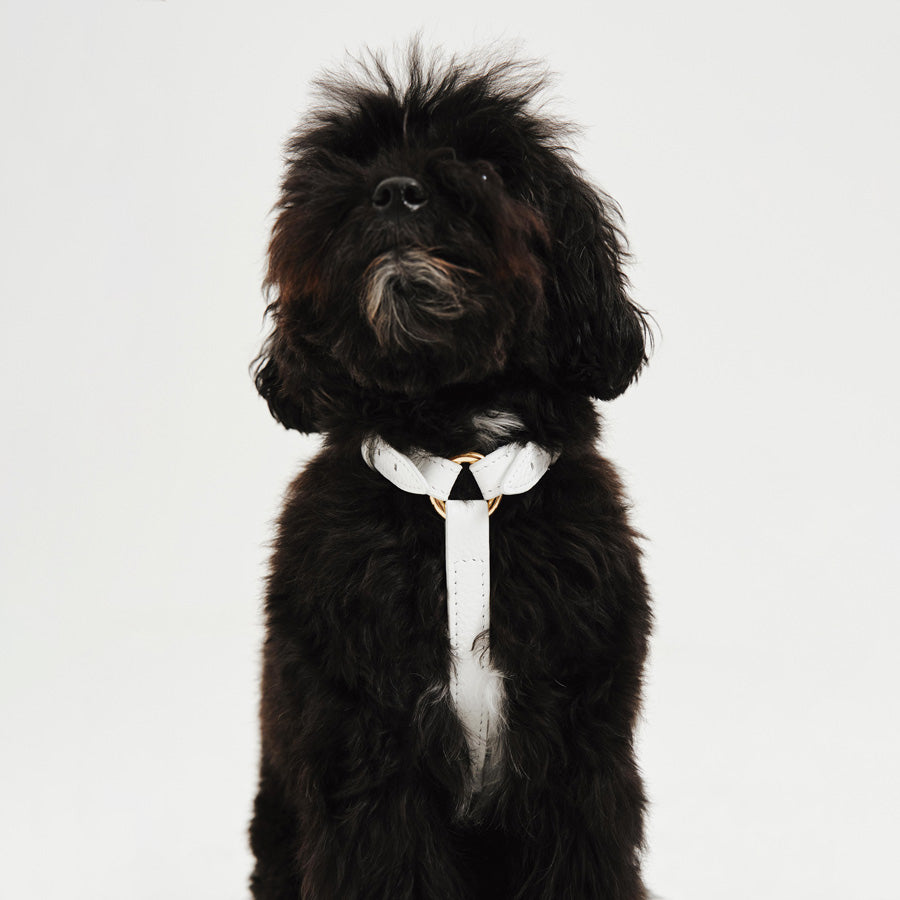 Maltipoo World Harness Hug, White