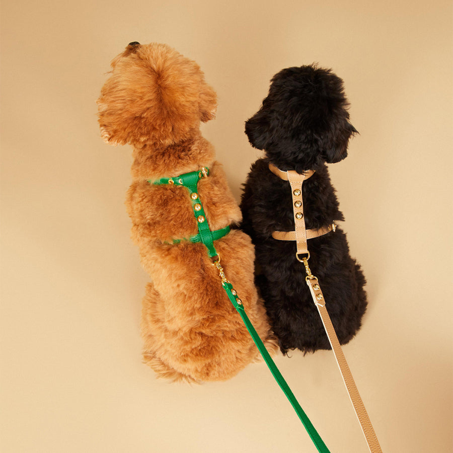 Maltipoo World Dot Leather Harness, Green