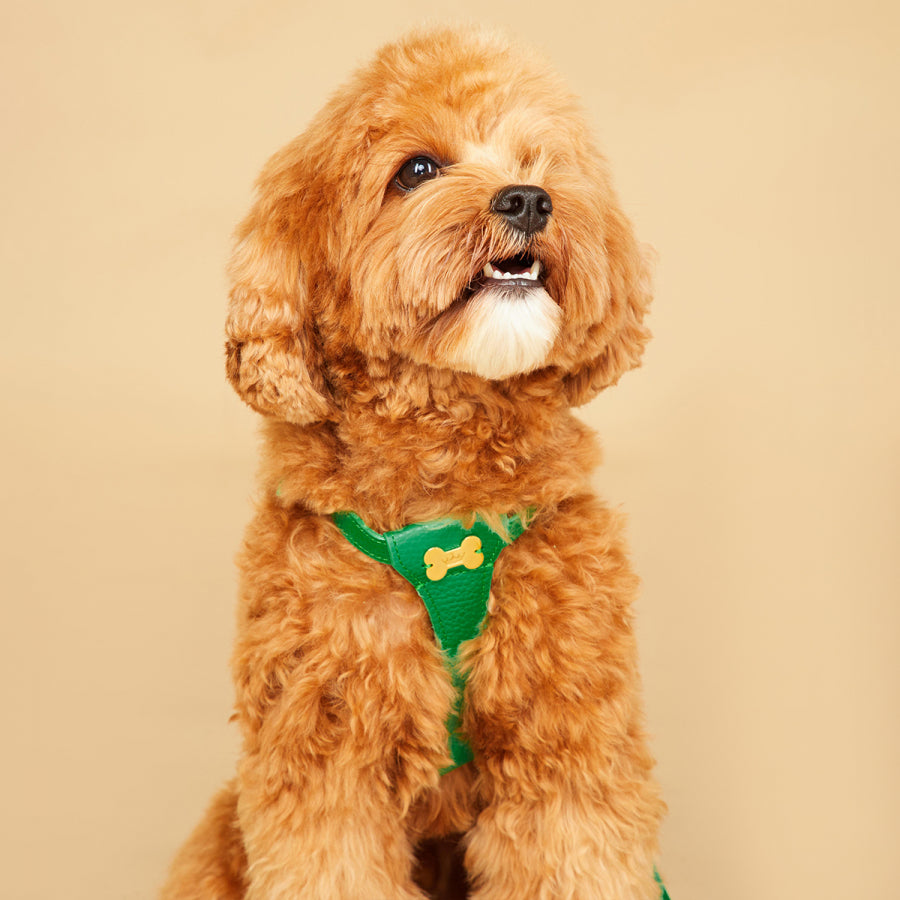 Maltipoo World Dot Leather Harness, Green