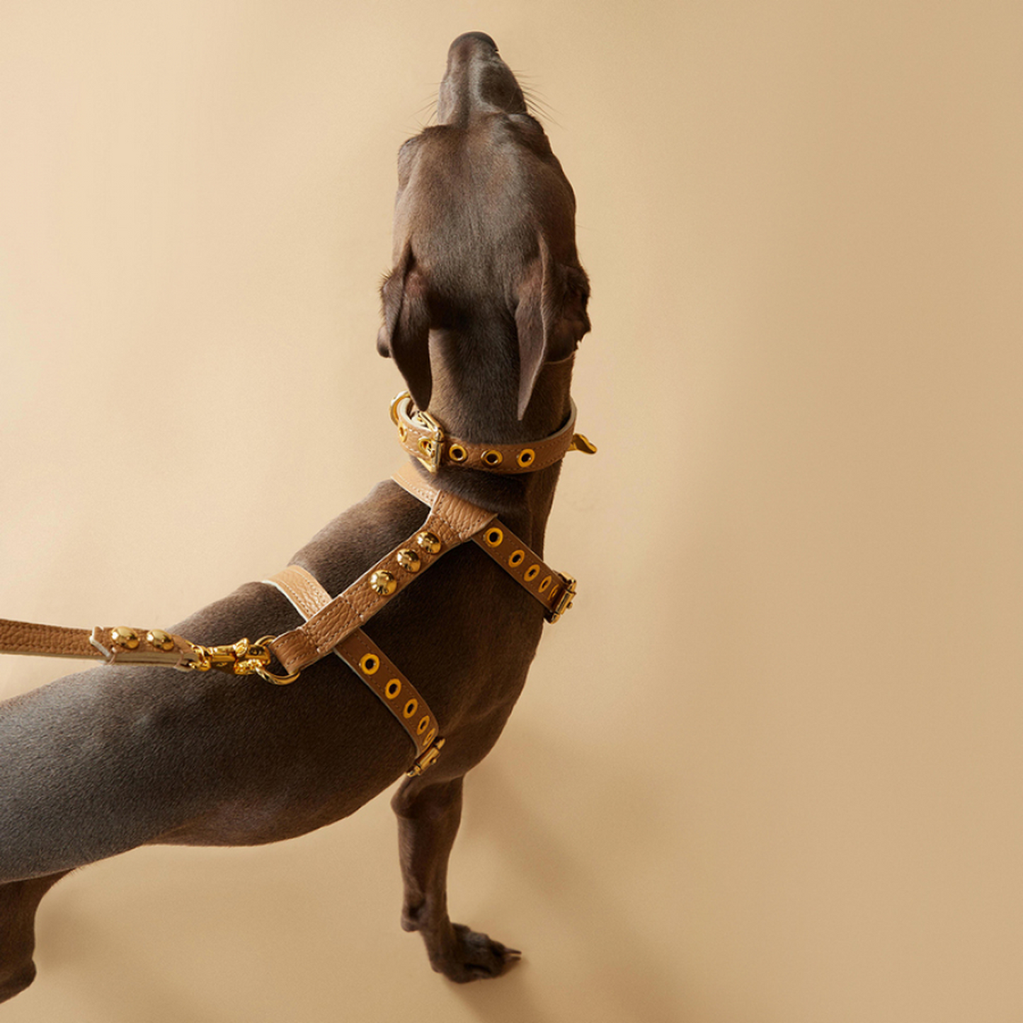 Maltipoo World Dot Leather Harness, Beige