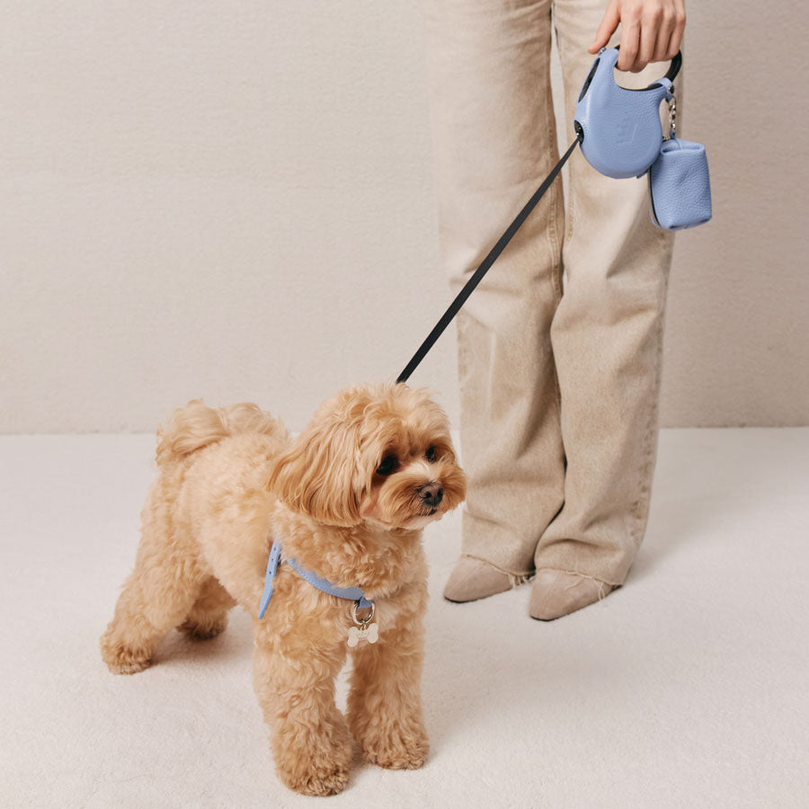Maltipoo World Classic Leather Harness, Light Blue