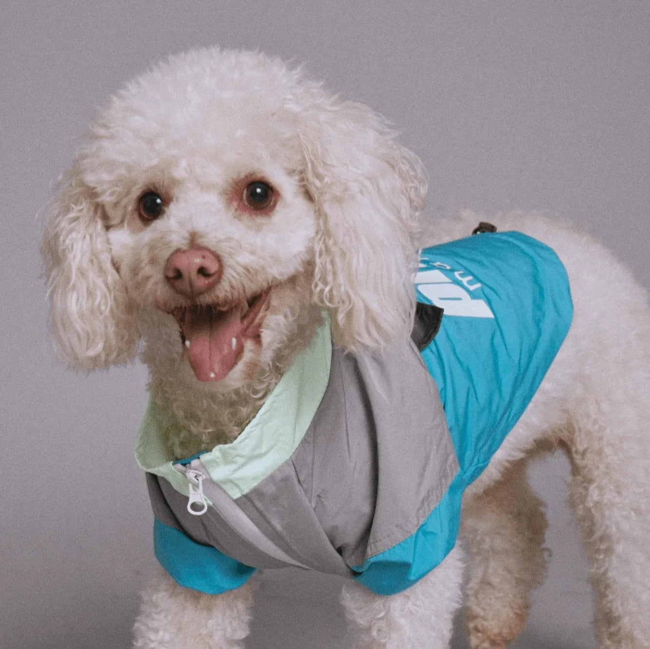 Maxbone X Prince Glowing Wind Breaker Jacket For Dogs