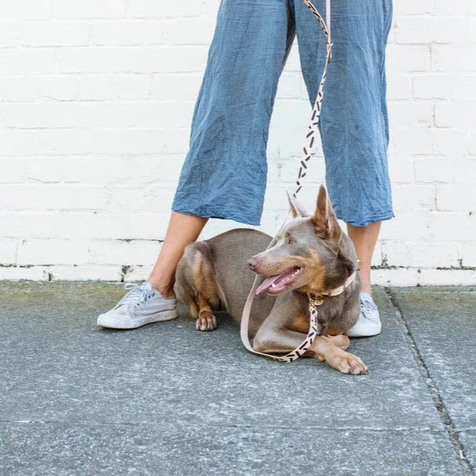 Nice Digs Tiggy Dog Leash, Black