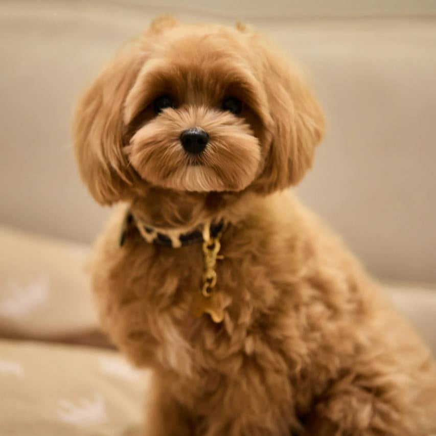 Maltipoo World Dot Collar, Leo