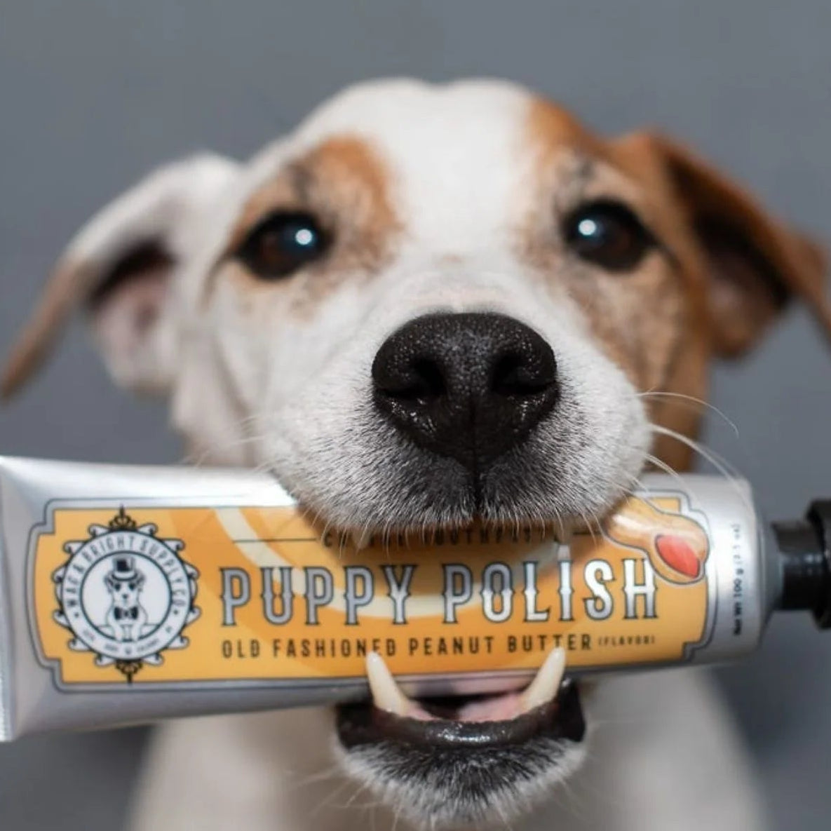 Wag & Bright Supply Puppy Polish Toothpaste, Peanut Butter, 100 g