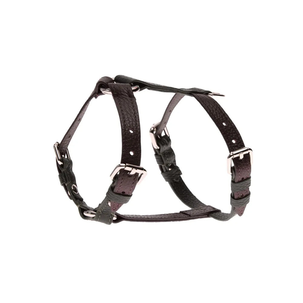 Maltipoo World Harness Hug, Old Money Collection