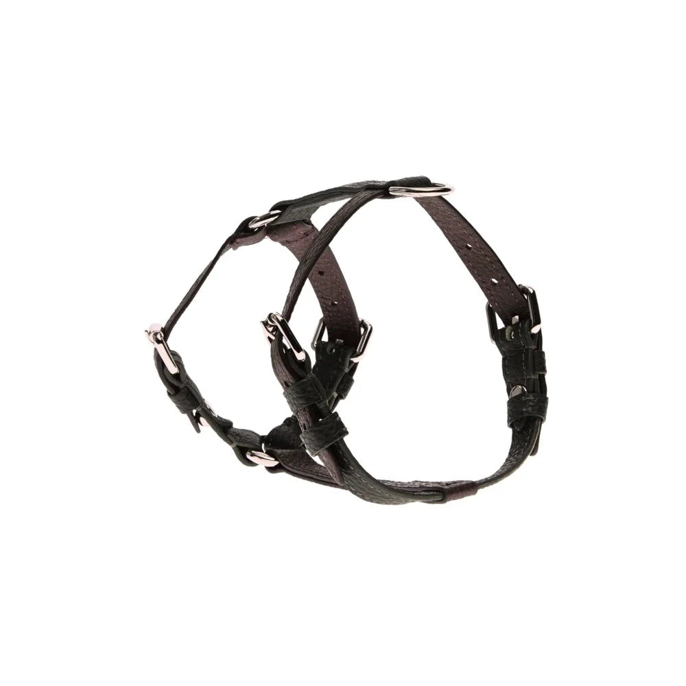 Maltipoo World Harness Hug, Old Money Collection