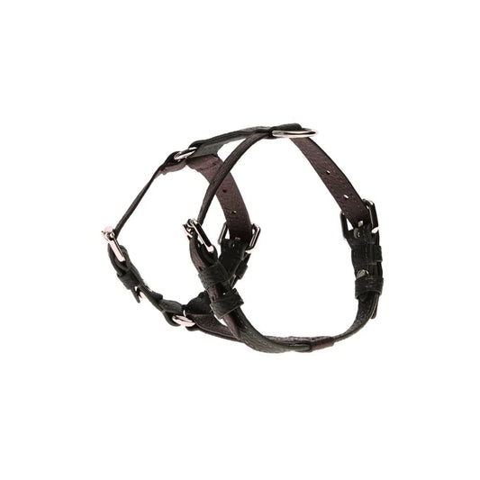 Maltipoo World Harness Hug, Old Money Collection